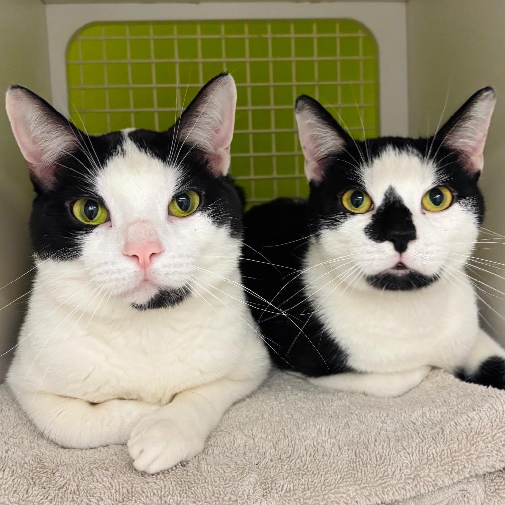 Enlarge Sheldon & Eldon {Bonded}, a Adoptable Domestic Short Hair in Woodbury, NJ image 4/6