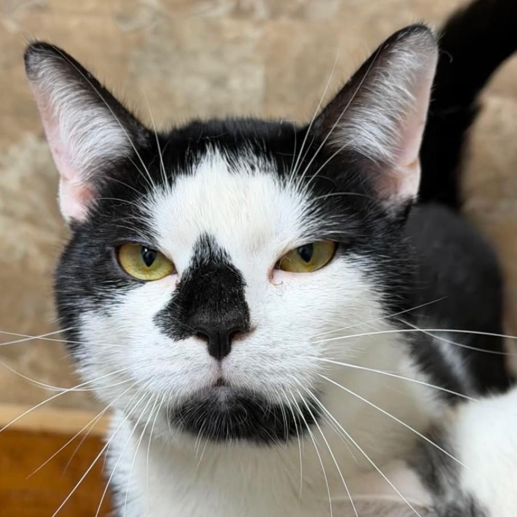 Sheldon, Adoptable, Young Male Domestic Short Hair.