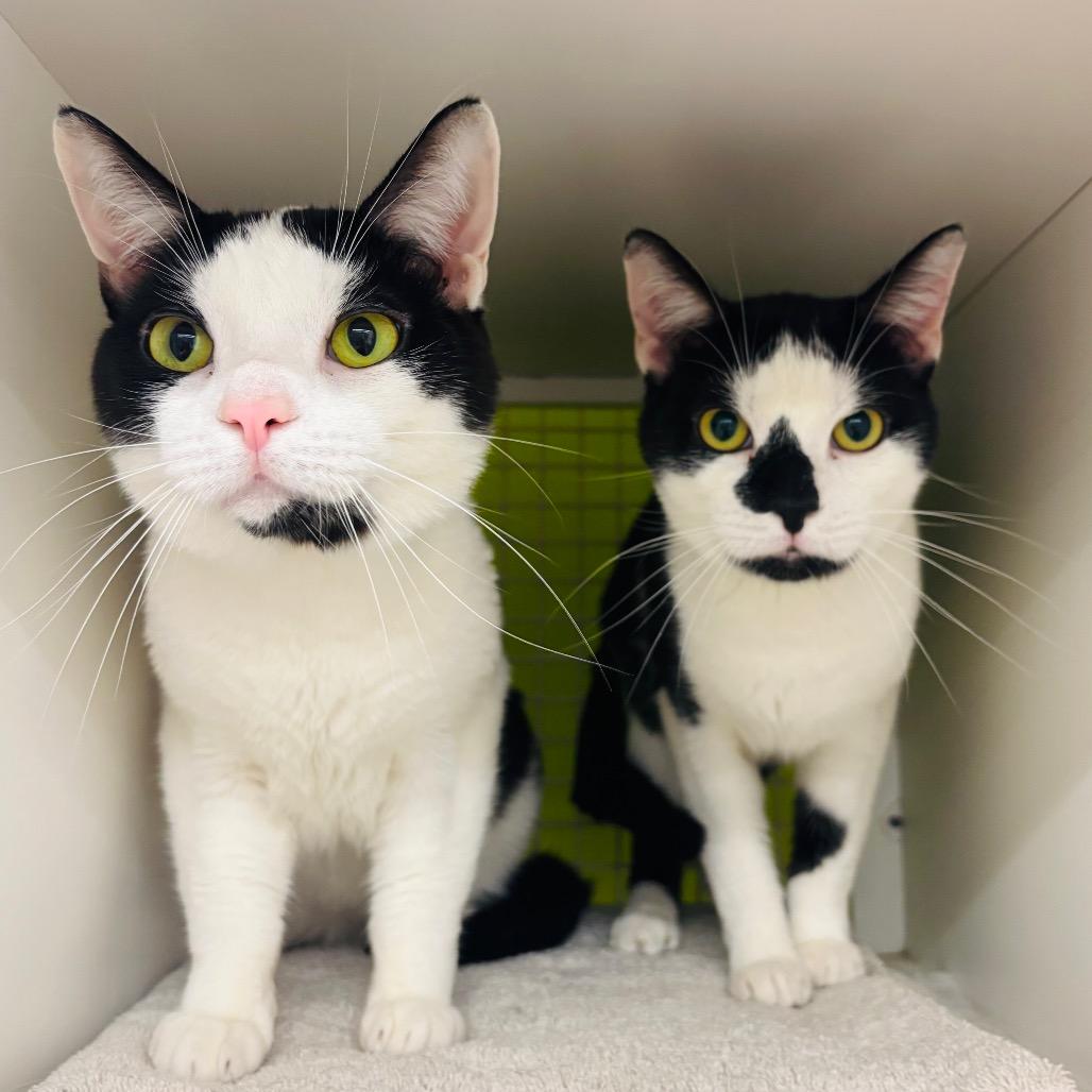 Enlarge Sheldon & Eldon {Bonded}, a Adoptable Domestic Short Hair in Woodbury, NJ image 5/6