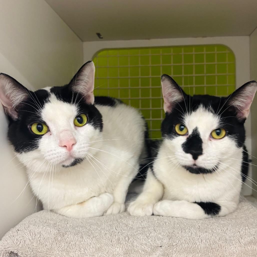 Enlarge Sheldon & Eldon {Bonded}, a Adoptable Domestic Short Hair in Woodbury, NJ image 6/6