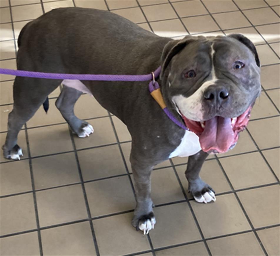 SARAH, Adoptable, Adult Female Pit Bull Terrier & Staffordshire Bull Terrier.