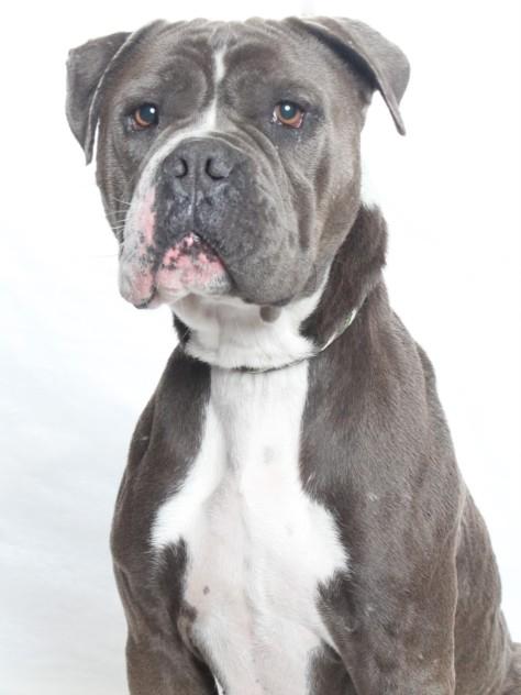 SARAH, Adoptable, Adult Female Pit Bull Terrier & Staffordshire Bull Terrier.