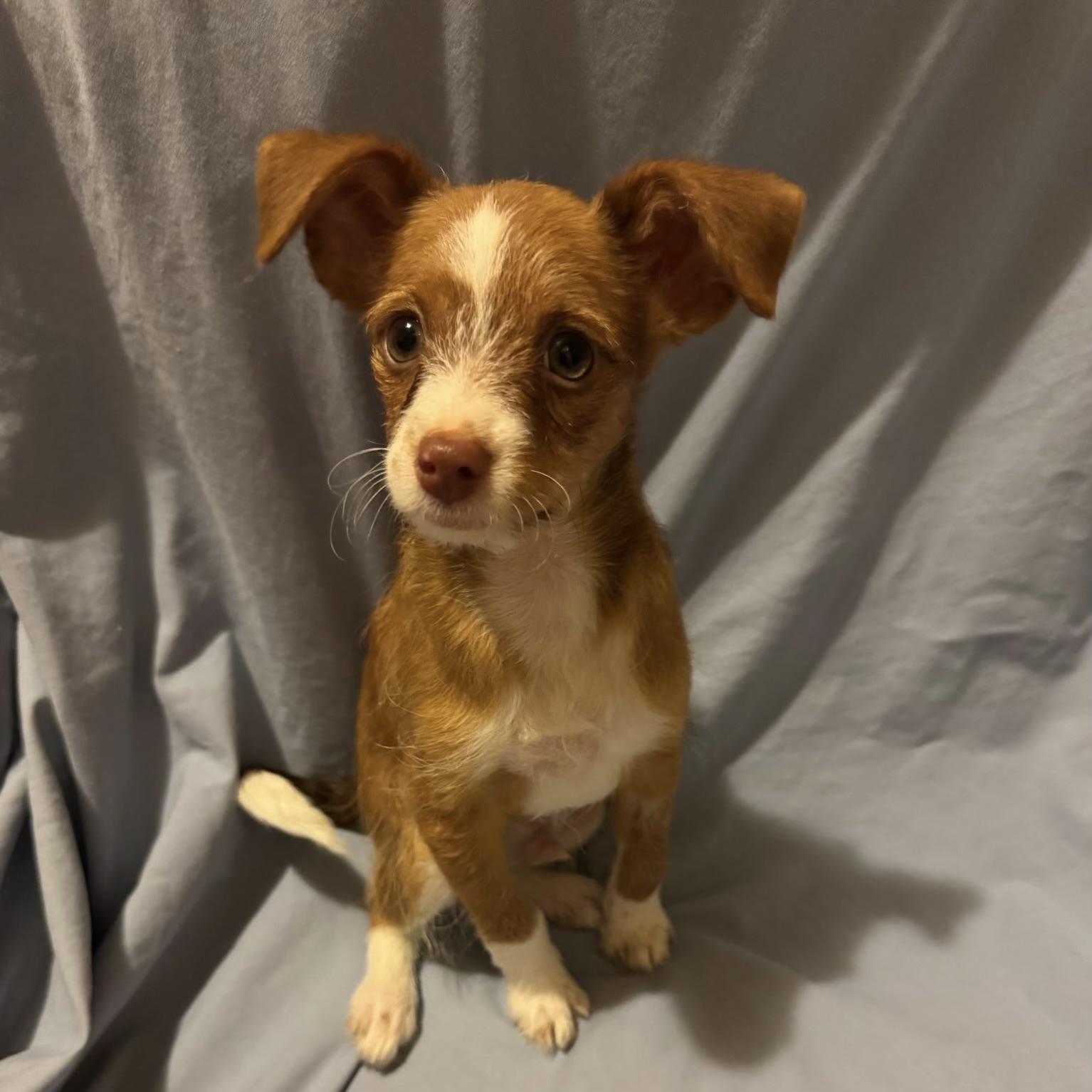 Simon, Adoptable, Puppy Male Yorkshire Terrier & Miniature Pinscher.