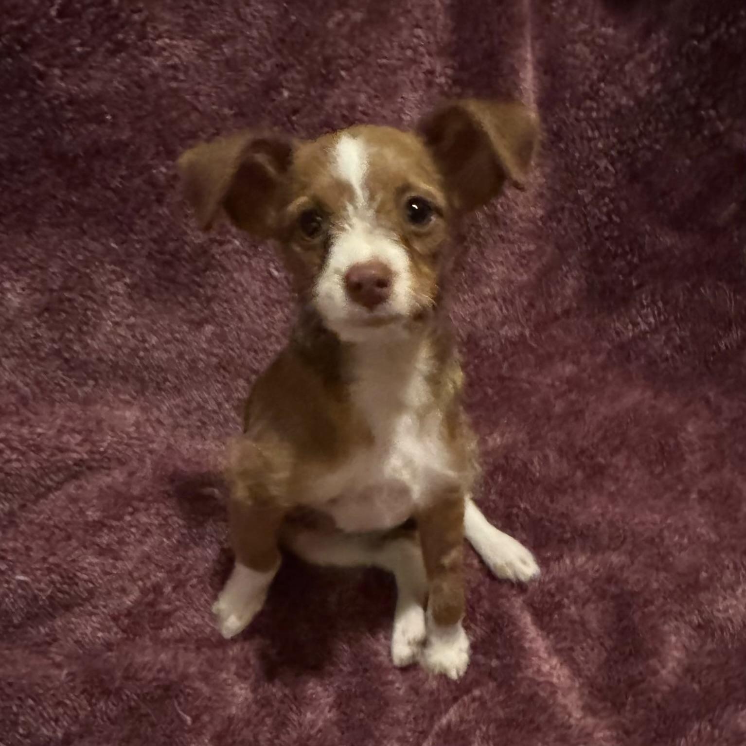 Enlarge Simon, a Adopted mixed breed in Fairmont, MN image 2/6