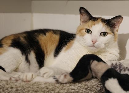 Sarah, a Adoptable Domestic Short Hair in Hastings, MN image 1/3