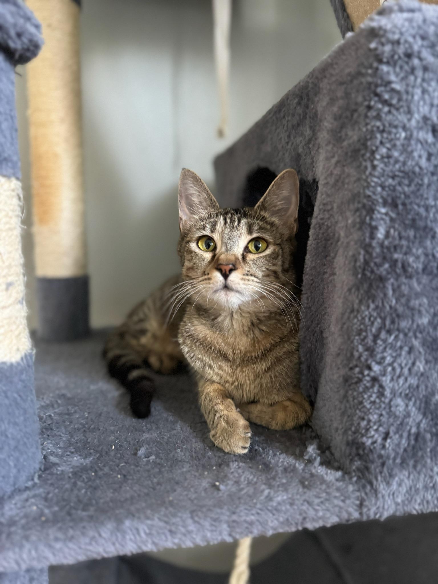 Maya, Adoptable, Adult Female Domestic Short Hair.