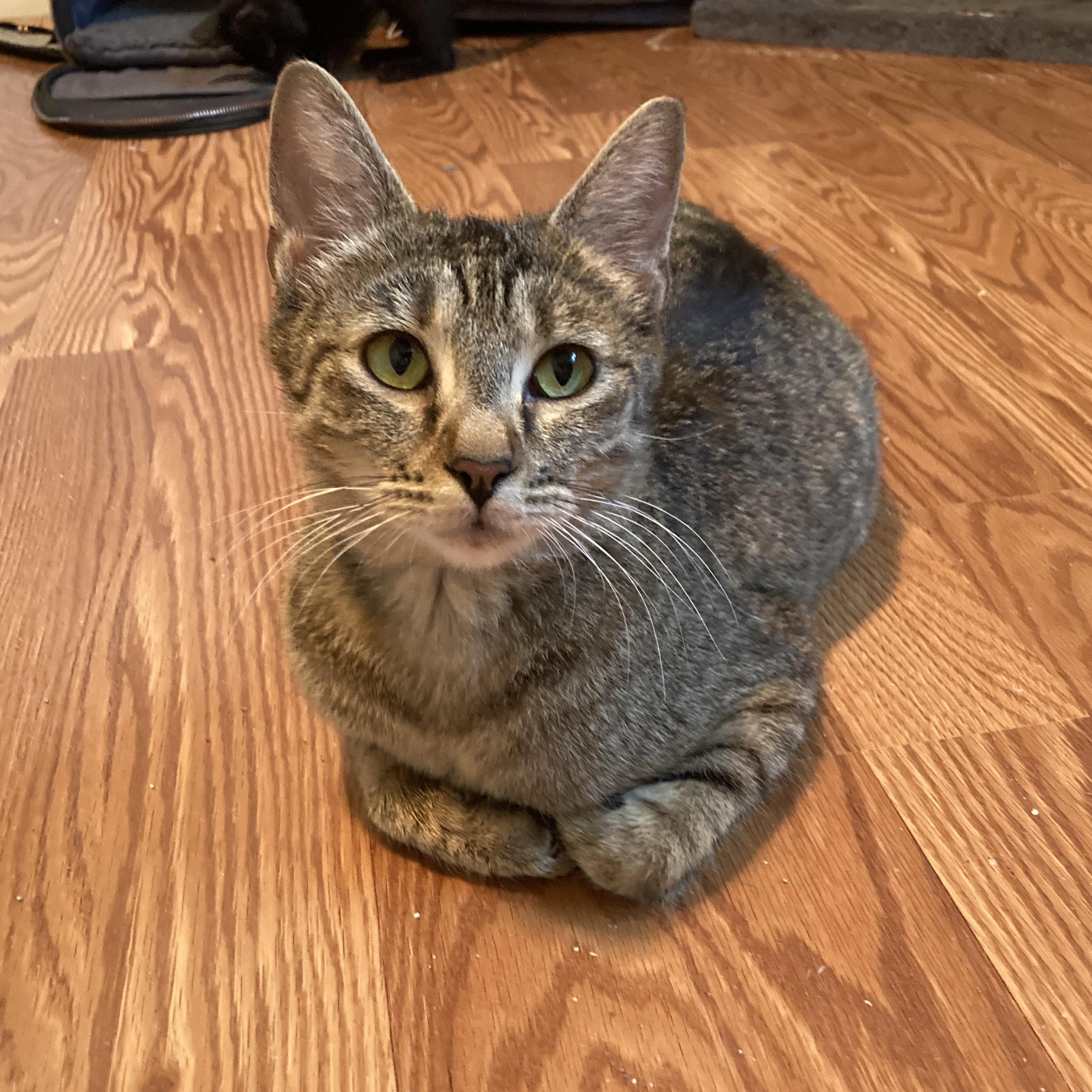 Maya, a Adoptable Domestic Short Hair in Union Gap, WA image 2/3