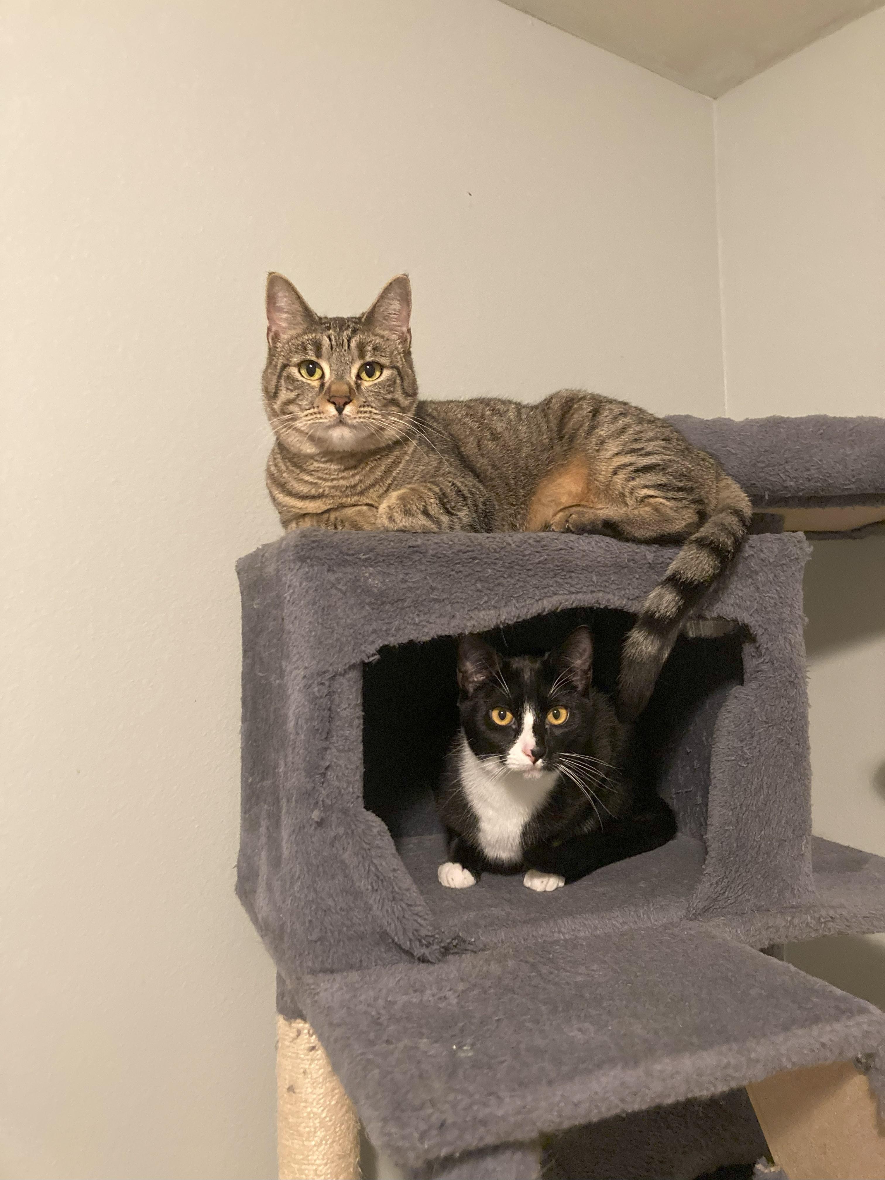 Maya, a Adoptable Domestic Short Hair in Union Gap, WA image 3/3