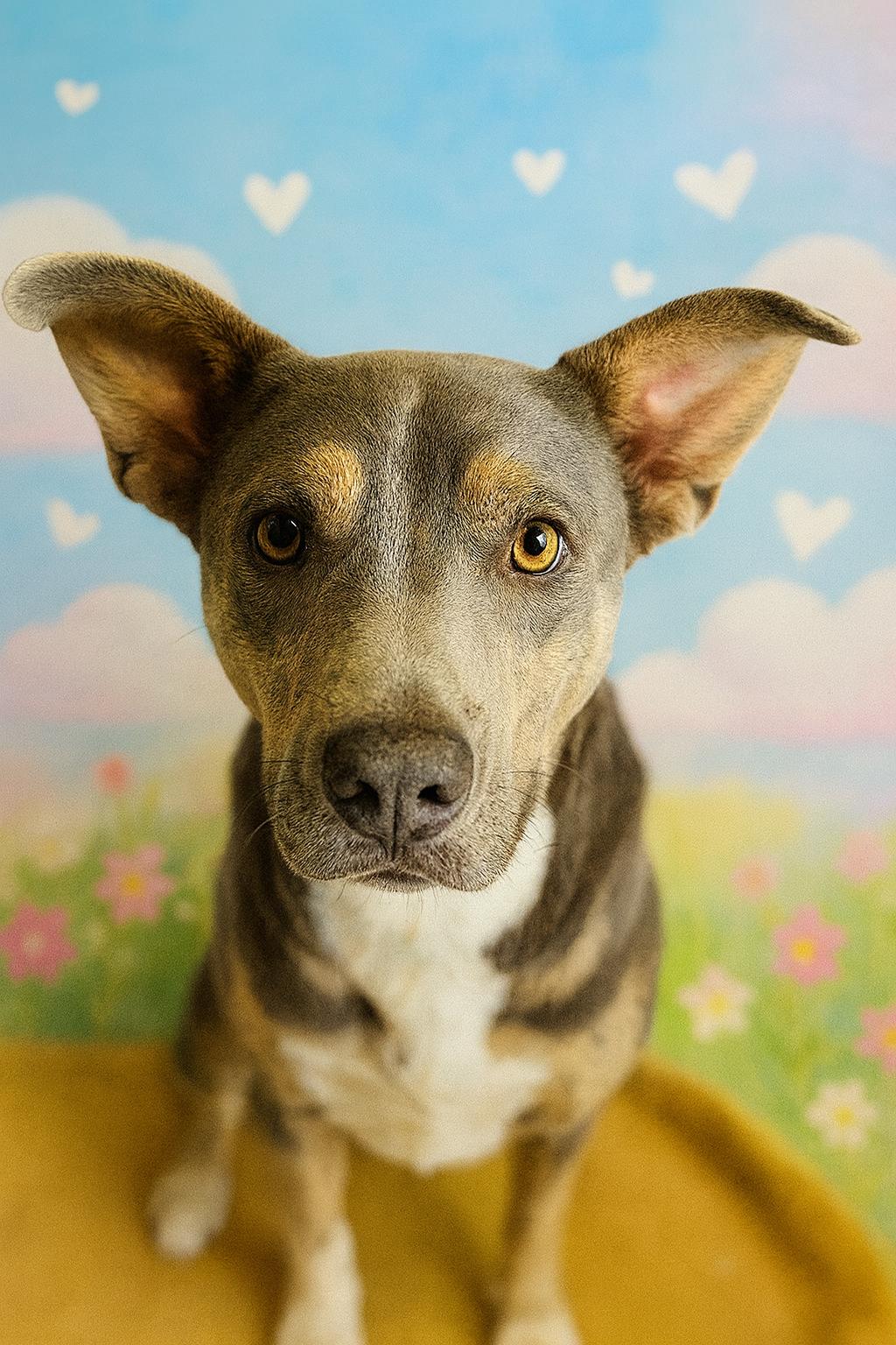 Hazel, a Adoptable Mixed Breed in Chickasha, OK image 3/4