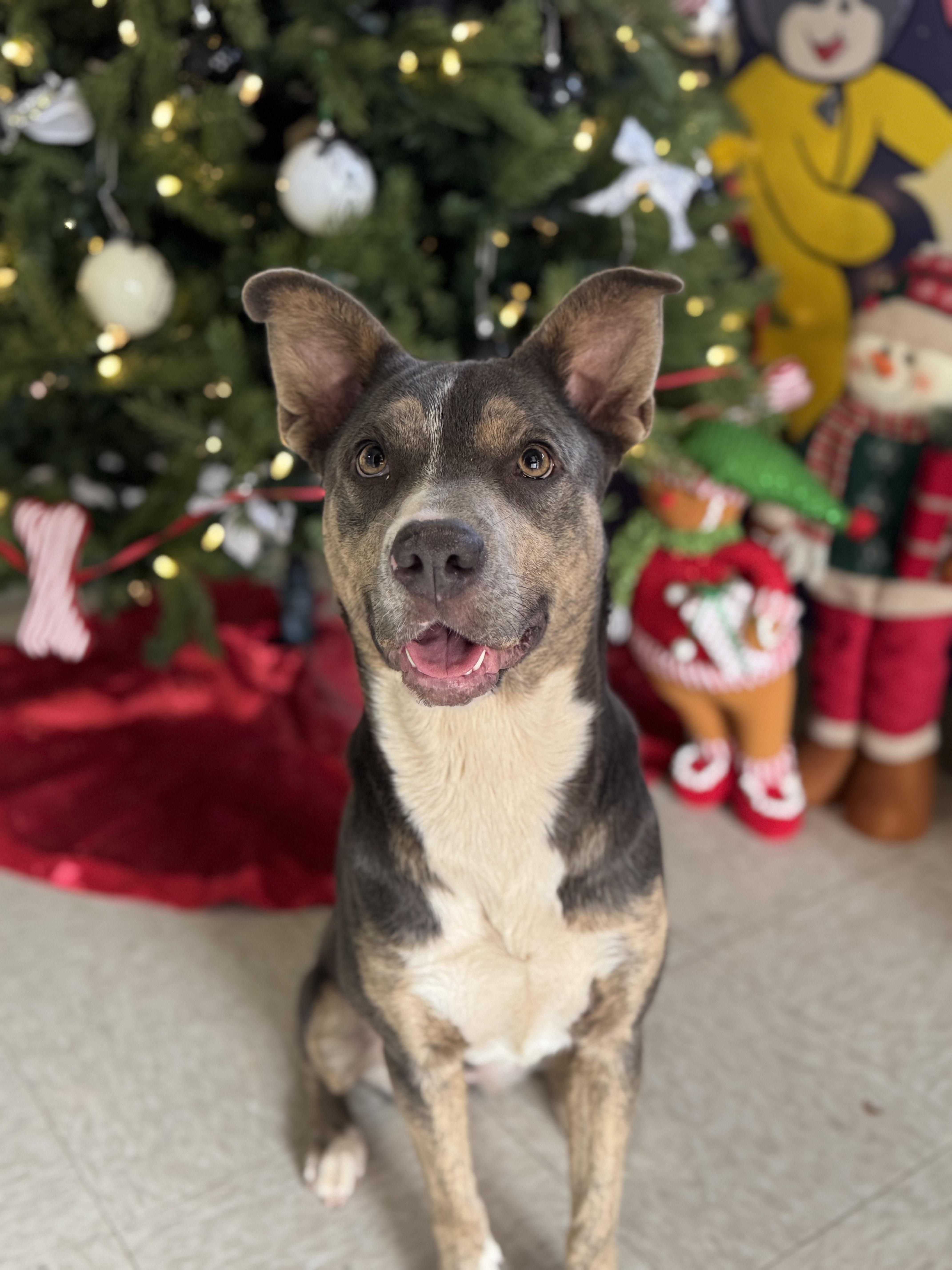 Hazel, a Adoptable Mixed Breed in Chickasha, OK image 1/4