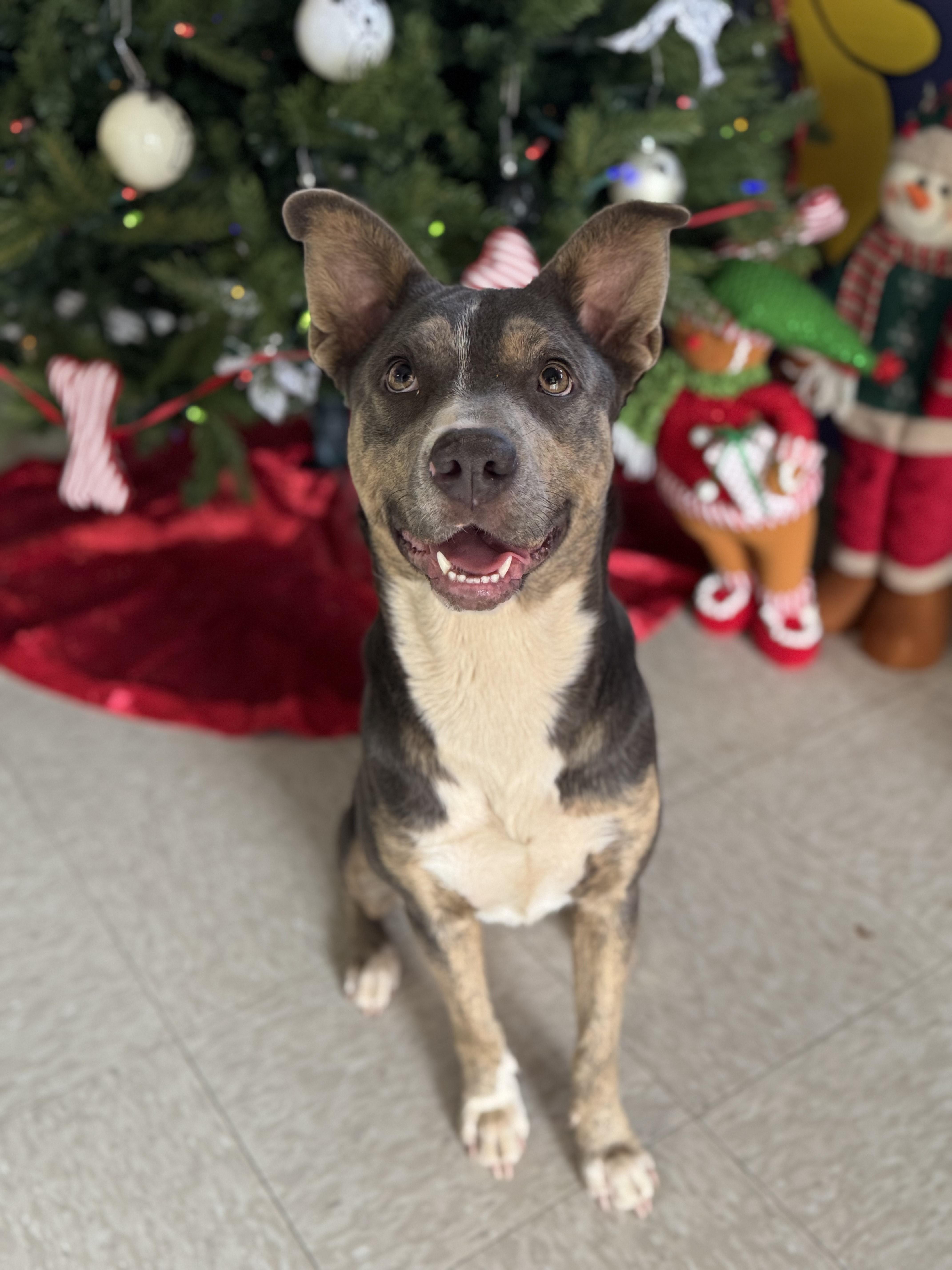 Hazel, a Adoptable Mixed Breed in Chickasha, OK image 2/4