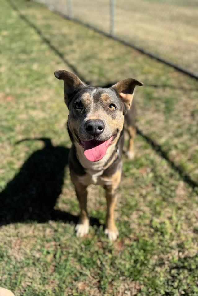 Hazel, adoptable, Adult Female Mixed Breed.