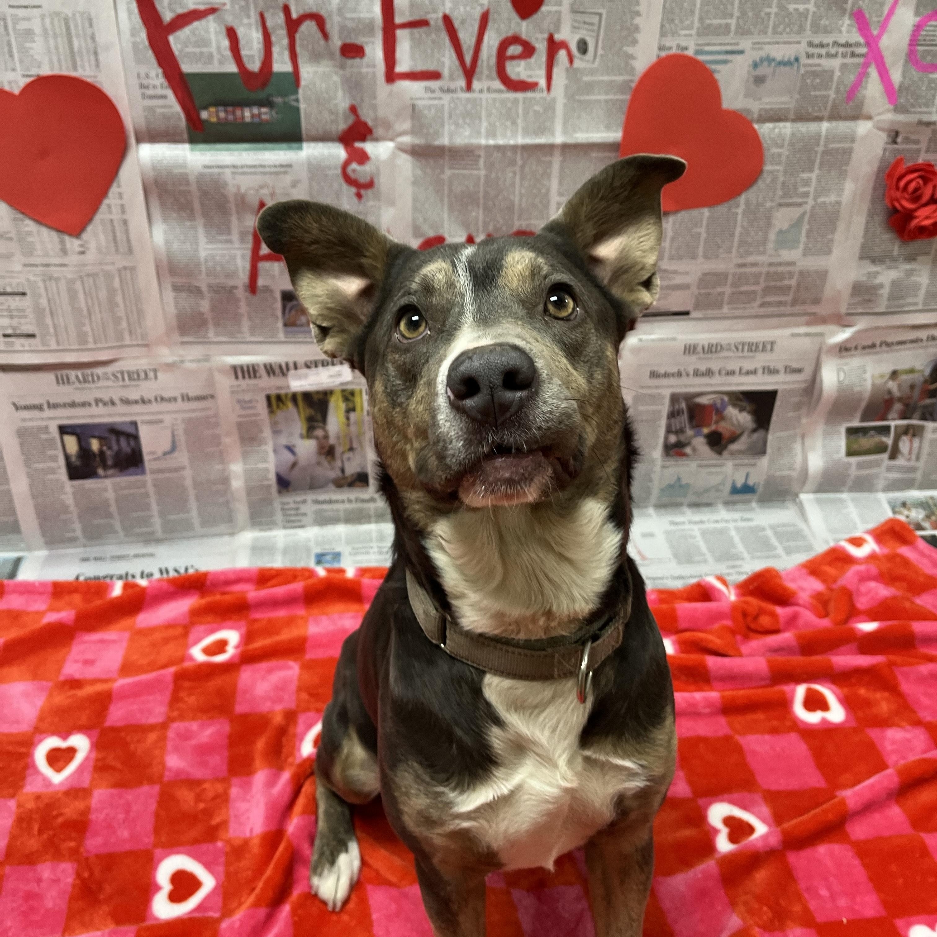 Enlarge Hazel, an adoptable Mixed Breed in Chickasha, OK image 3/6