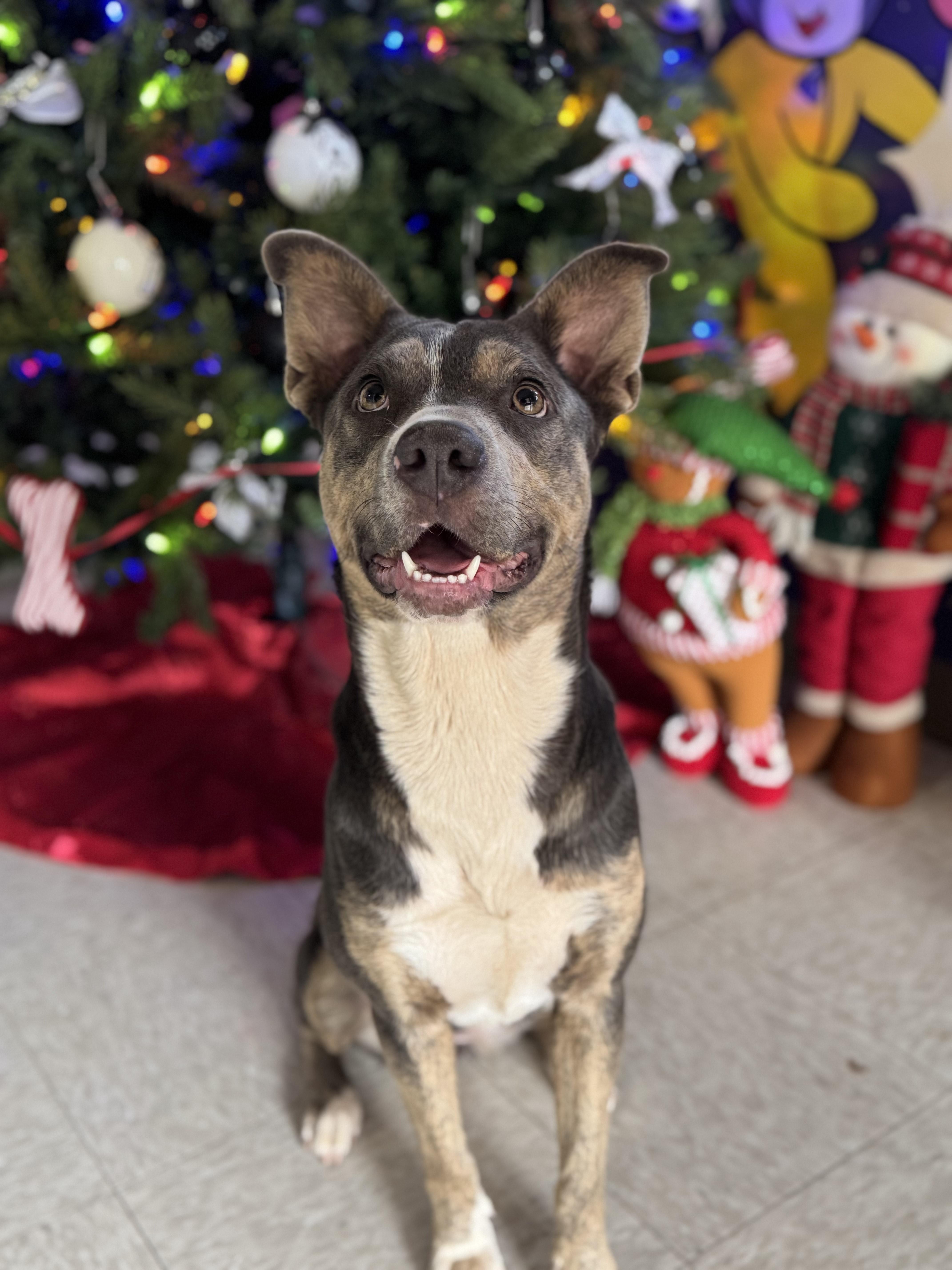 Hazel, a Adoptable Mixed Breed in Chickasha, OK image 4/4