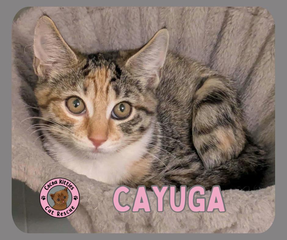 Cayuga, a Adoptable mixed breed in Hershey, PA image 1/6