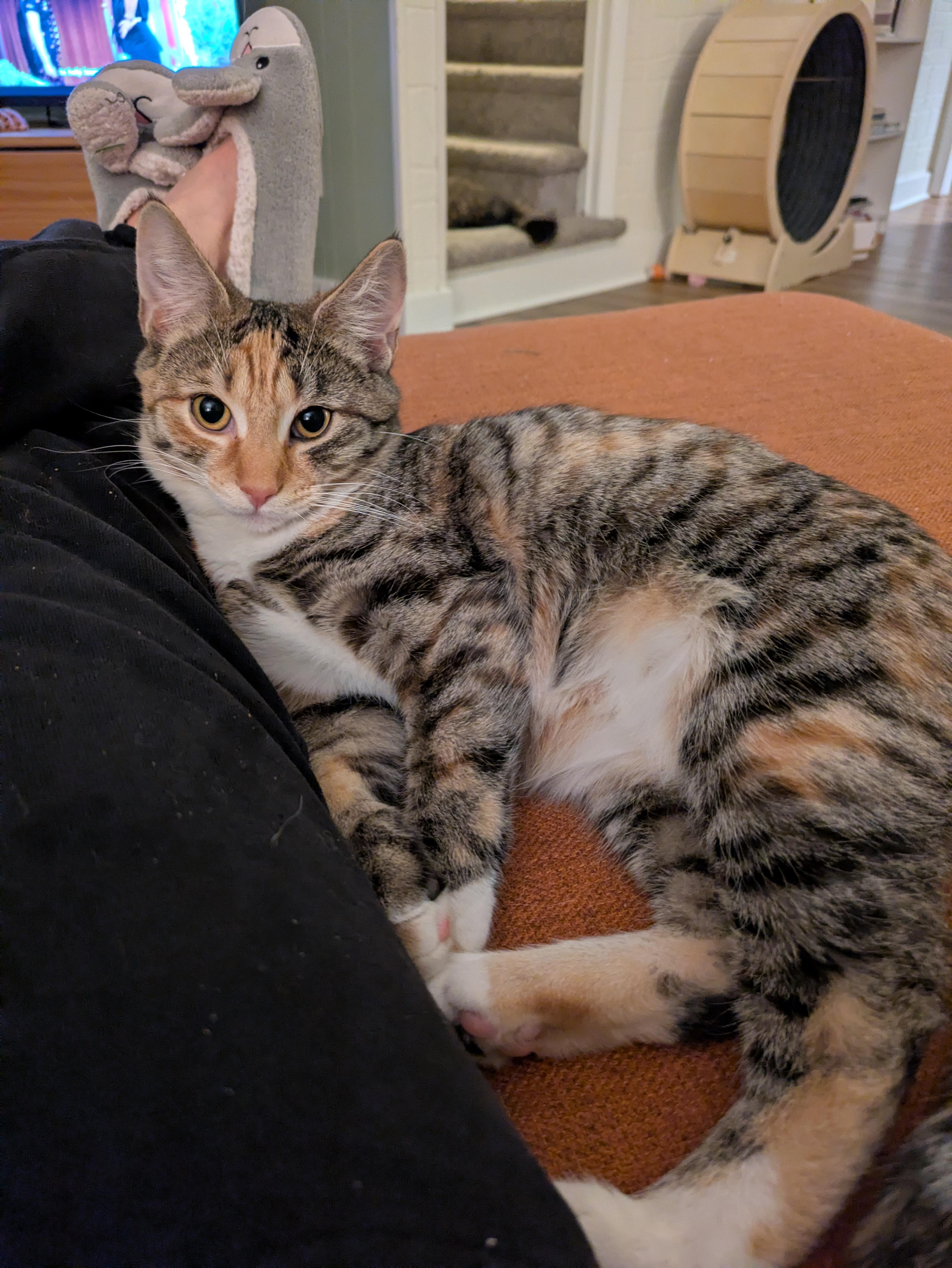 Cayuga, a Adoptable mixed breed in Hershey, PA image 3/6