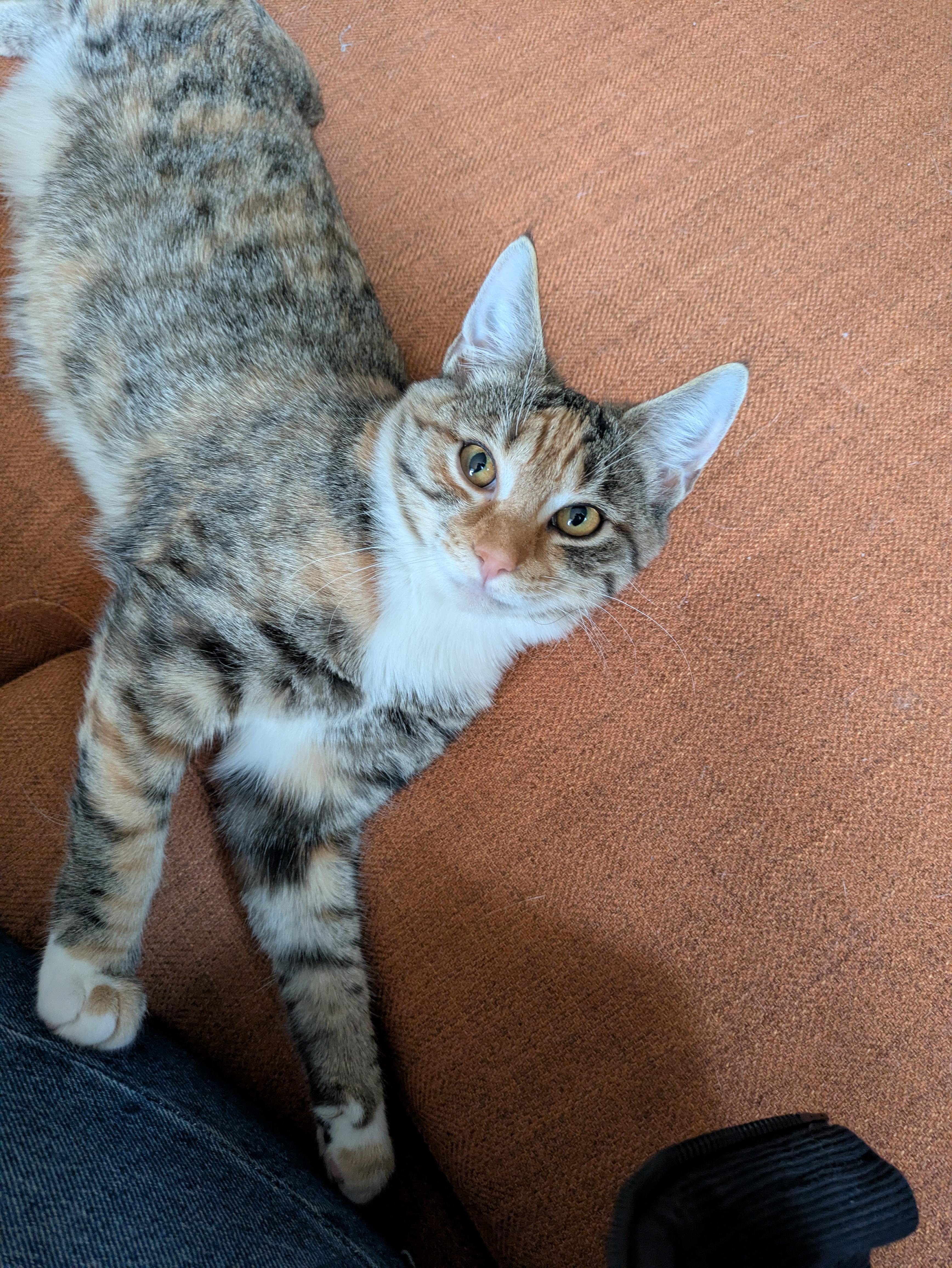 Cayuga, a Adoptable mixed breed in Hershey, PA image 4/6