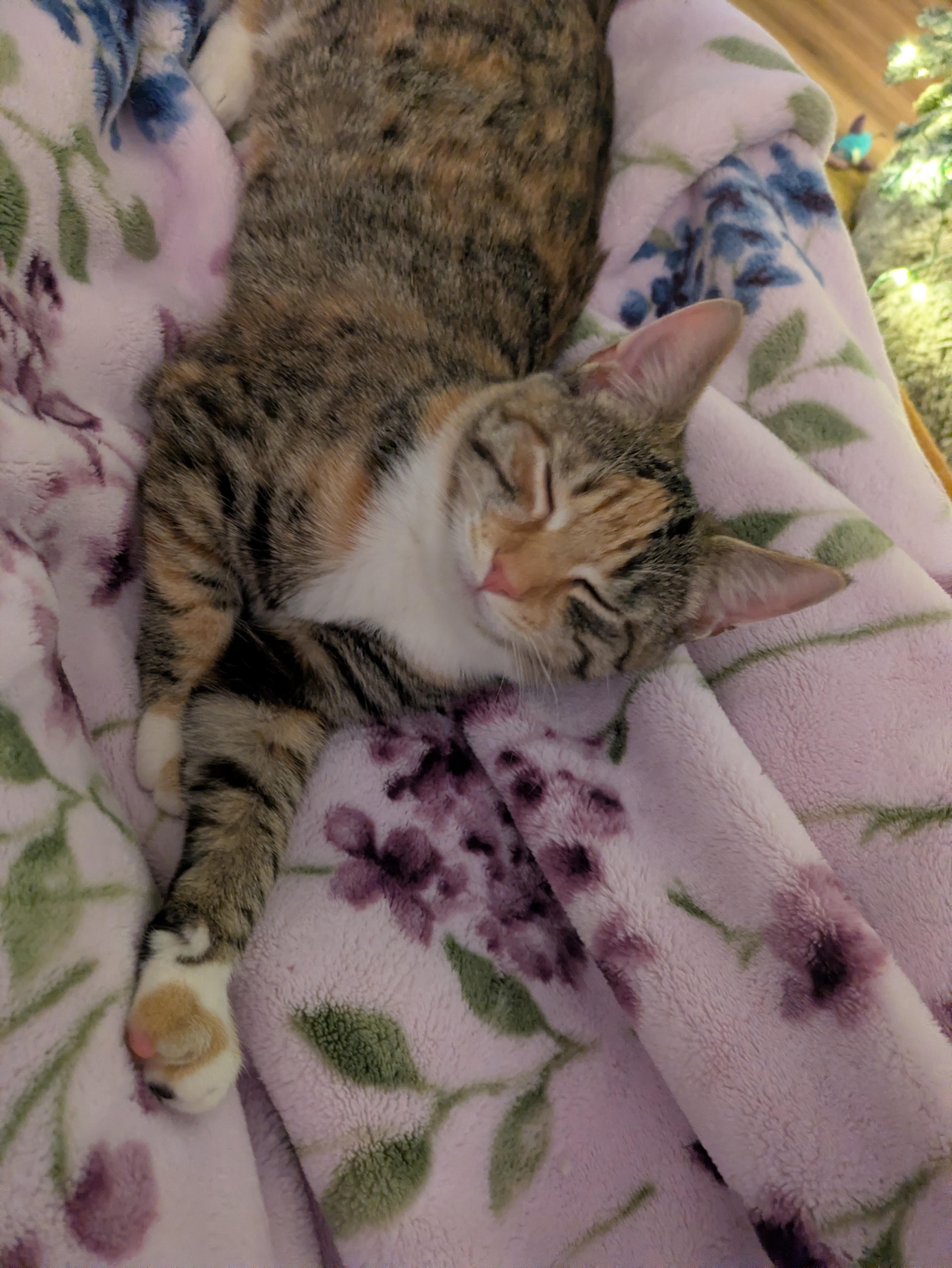 Cayuga, a Adoptable mixed breed in Hershey, PA image 5/6