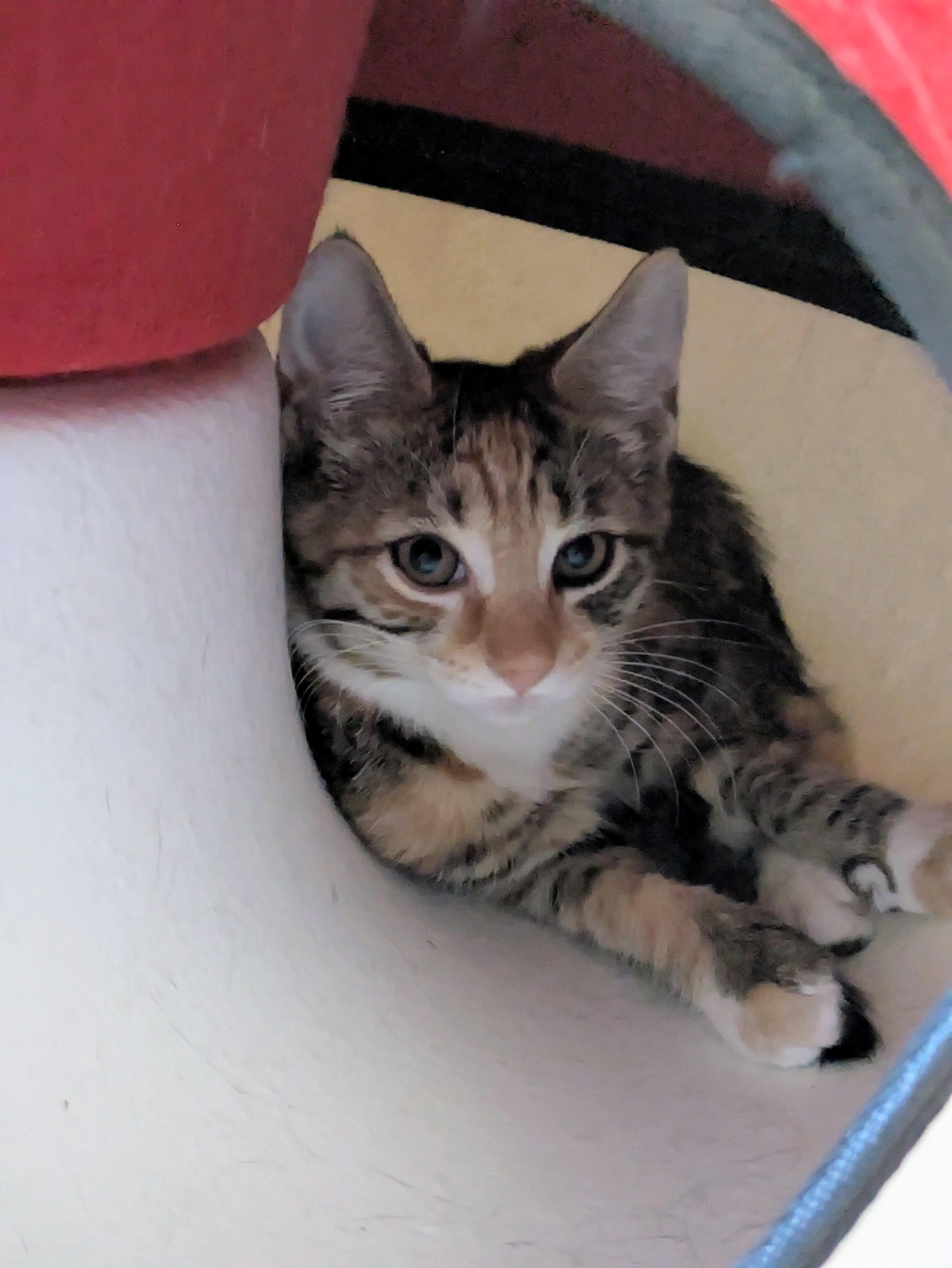 Cayuga, a Adoptable mixed breed in Hershey, PA image 6/6