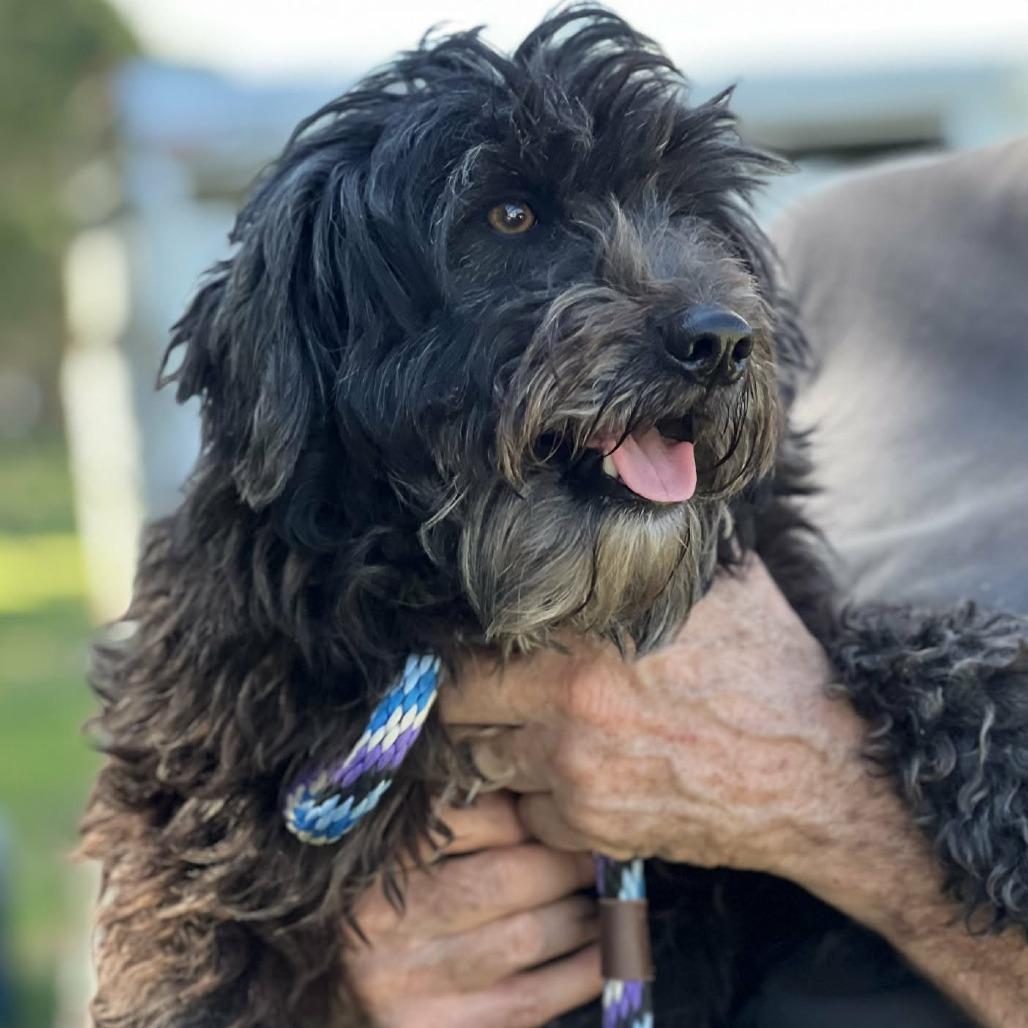 Sassy, Adoptable, Adult Female Tibetan Terrier & Schnauzer.