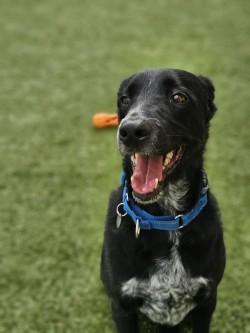 Enlarge Godzilla, a Adoptable mixed breed in Savannah, GA image 1/3