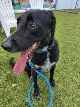 Enlarge Godzilla, a Adoptable mixed breed in Savannah, GA image 2/3