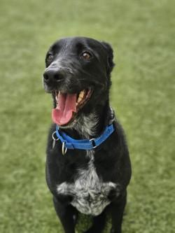 Enlarge Godzilla, a Adoptable mixed breed in Savannah, GA image 3/3