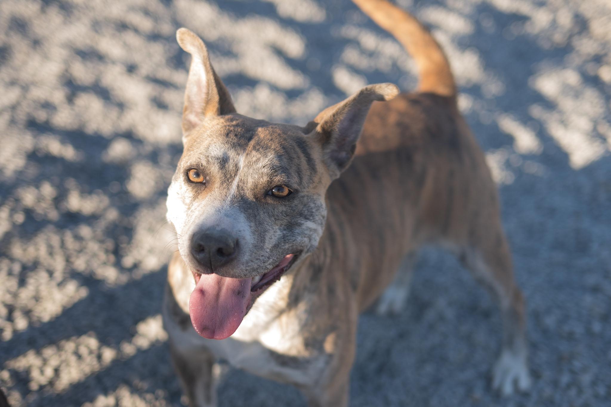 Yoyo, ADOPTABLE, Young Female American Staffordshire Terrier.