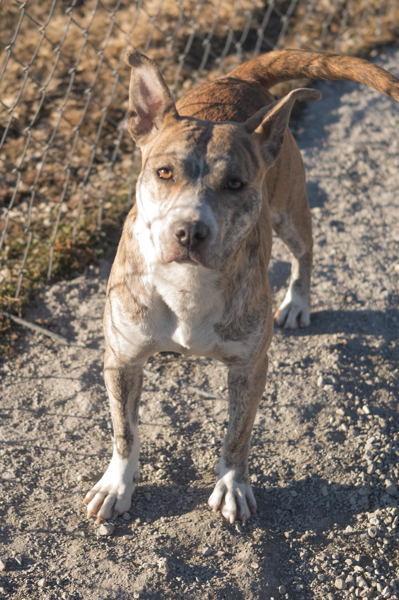 Enlarge Yoyo, a ADOPTABLE mixed breed in Hiawatha, KS image 2/4