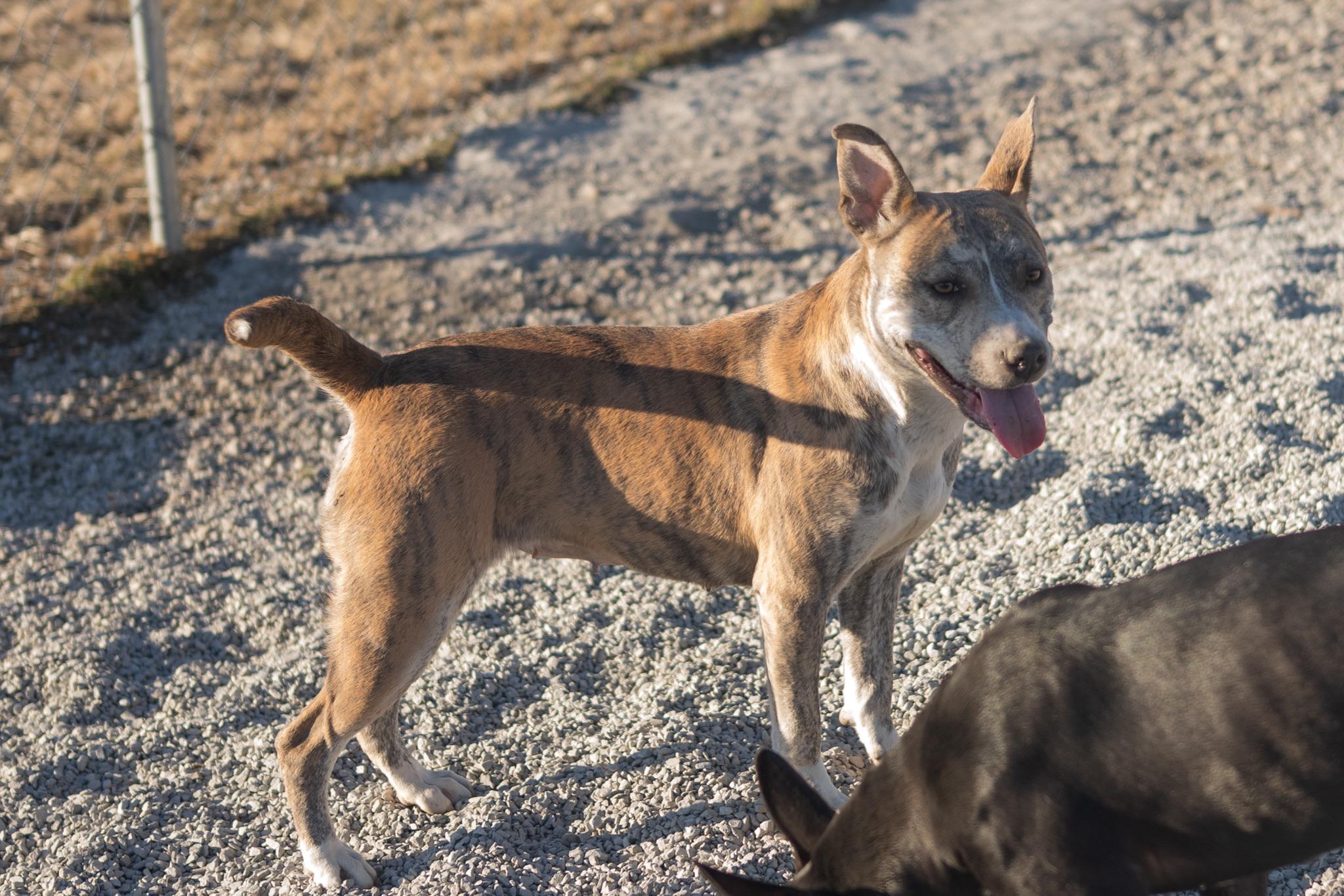 Enlarge Yoyo, a ADOPTABLE mixed breed in Hiawatha, KS image 3/4
