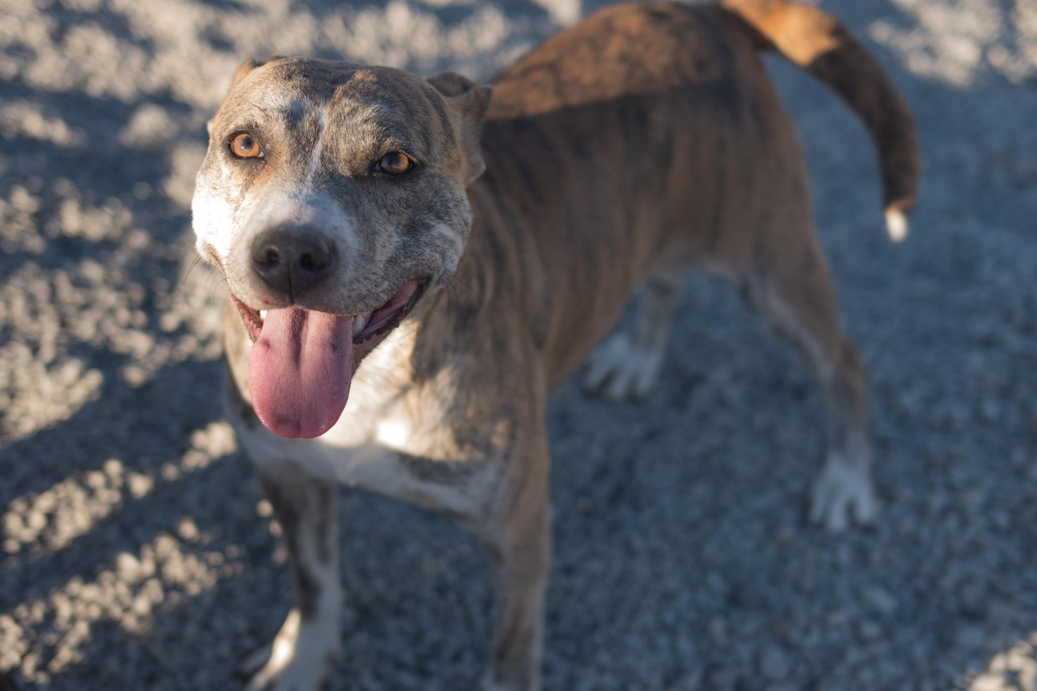 Enlarge Yoyo, a ADOPTABLE mixed breed in Hiawatha, KS image 4/4