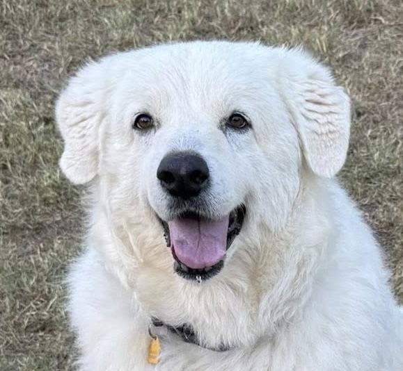 Skye, Adoptable, Senior Female Great Pyrenees.