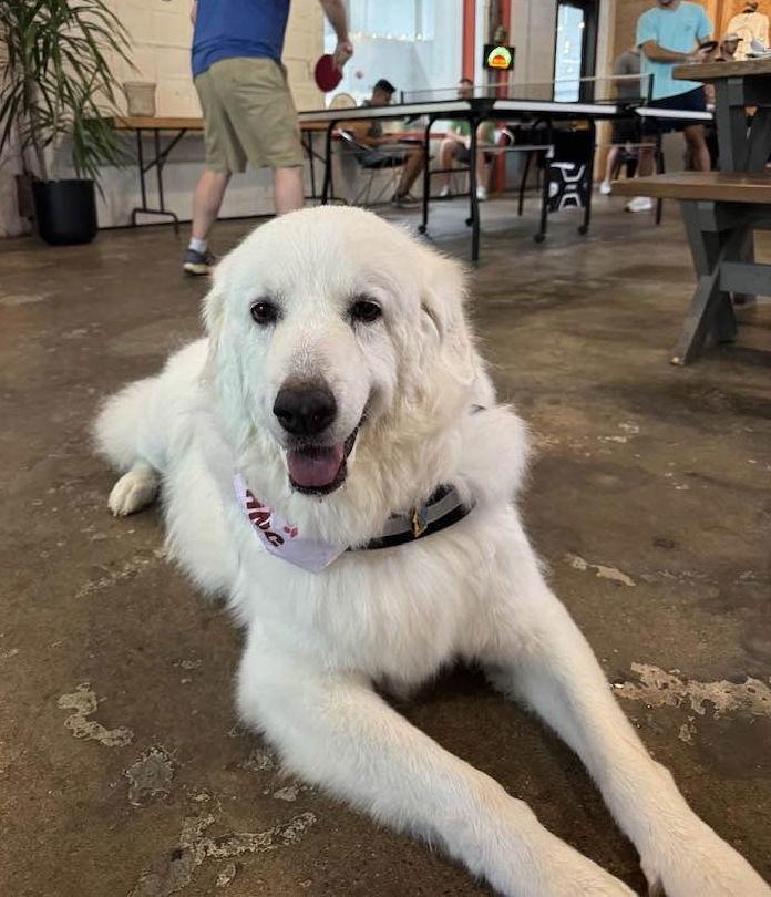 Skye, a Adoptable Great Pyrenees in Garland, TX image 2/3