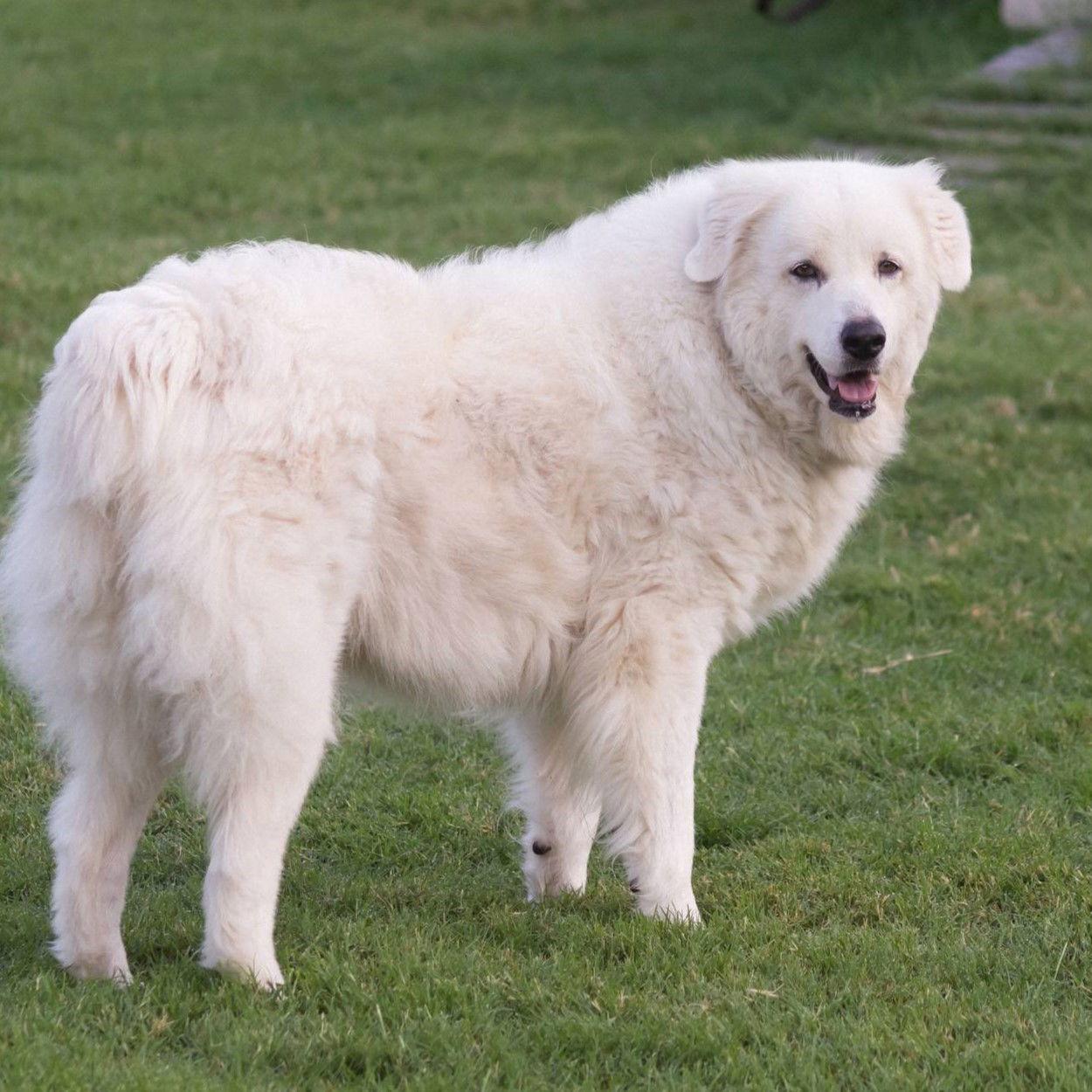 Skye, a Adoptable Great Pyrenees in Garland, TX image 3/3
