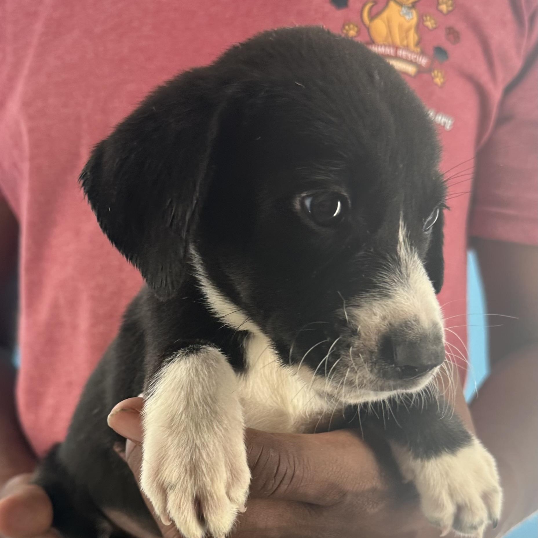 Enlarge Mcfly - Local October 9-11, a Adopted mixed breed in Hillsboro, OR image 2/6