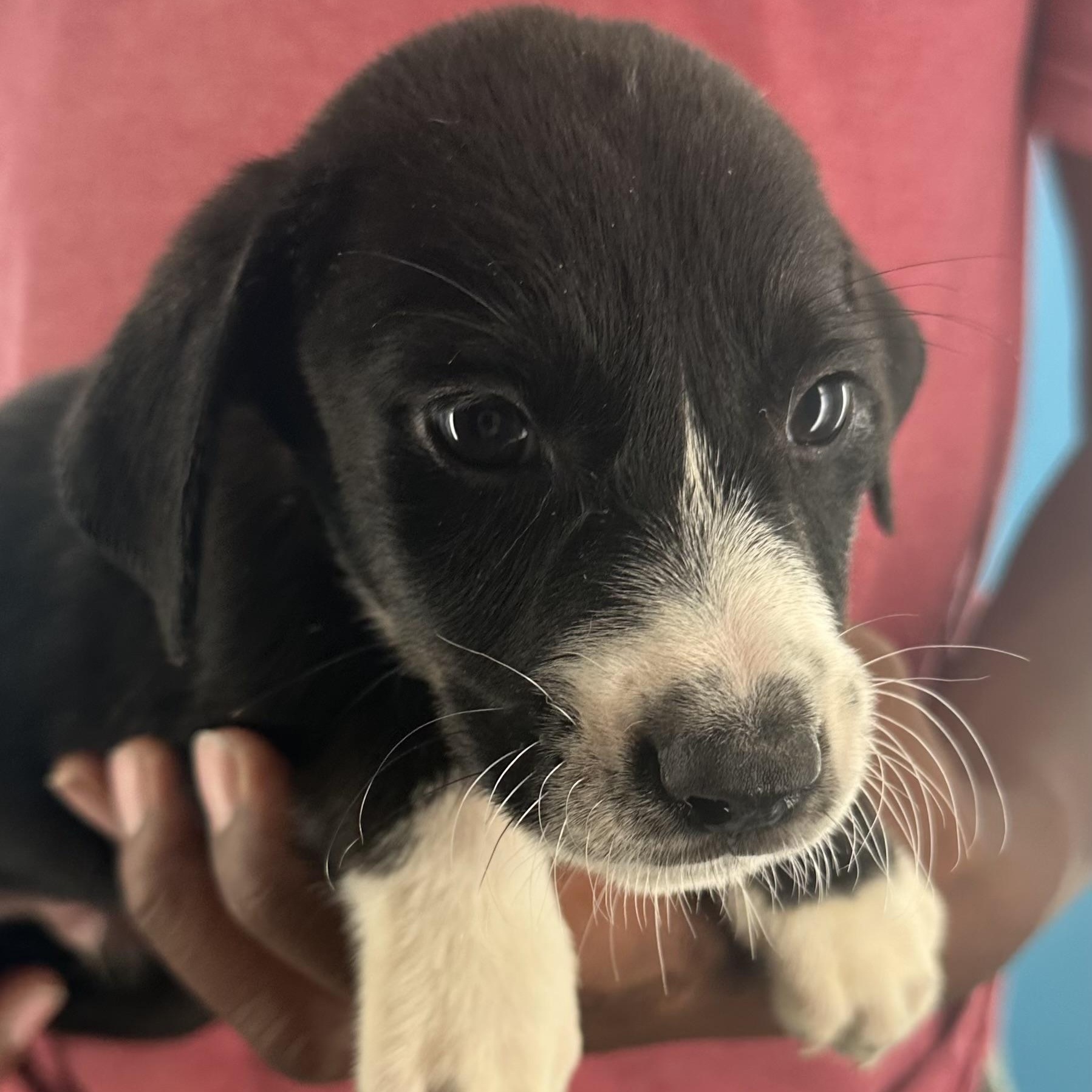 Enlarge Mcfly - Local October 9-11, a Adopted mixed breed in Hillsboro, OR image 4/6