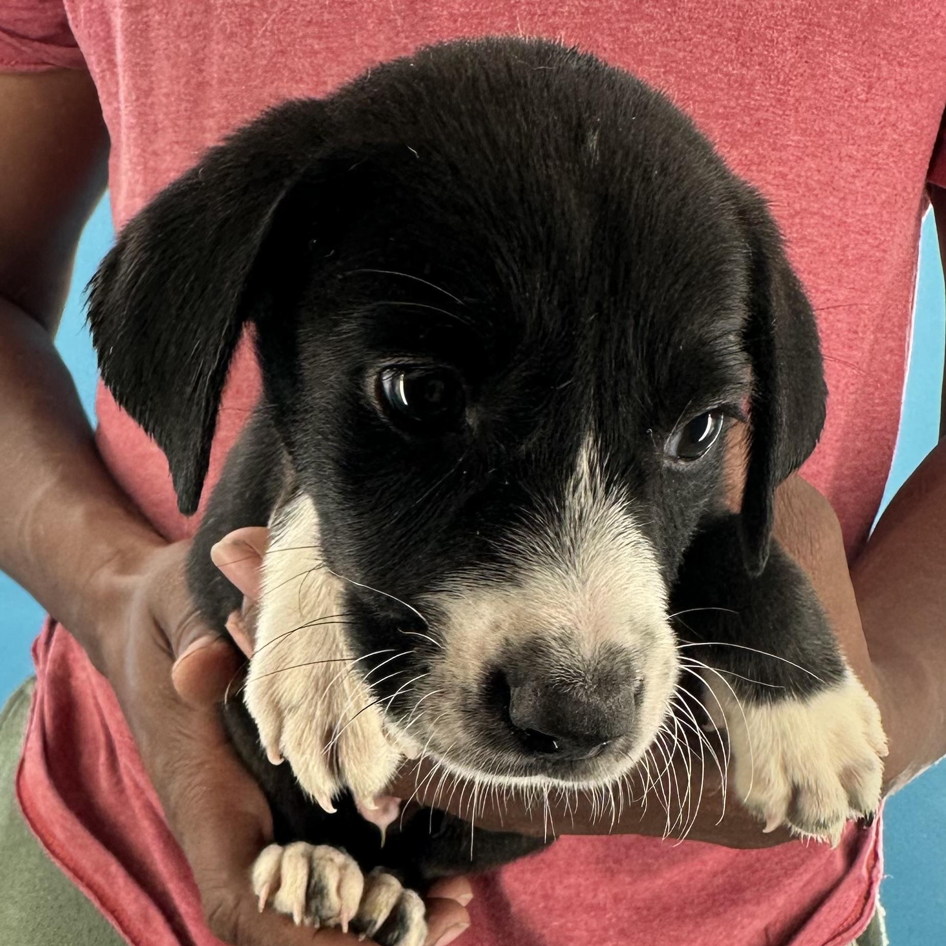 Enlarge Mcfly - Local October 9-11, a Adopted mixed breed in Hillsboro, OR image 5/6