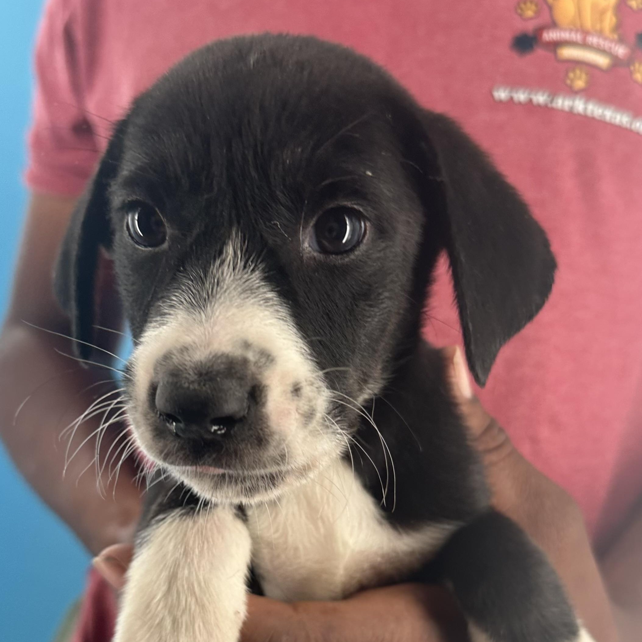 Mcfly - Local October 9-11, Adopted, Puppy Male Labrador Retriever.