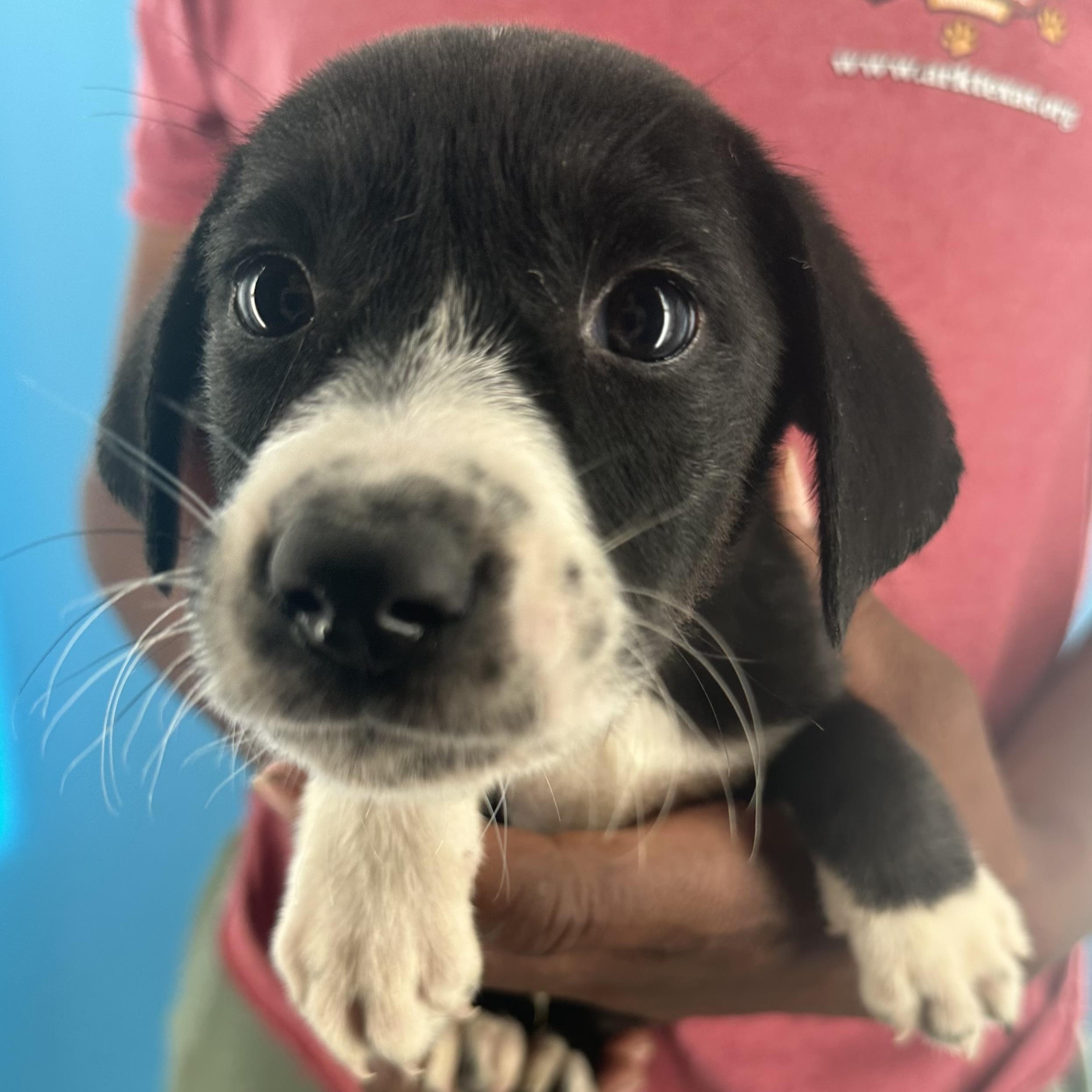 Enlarge Mcfly - Local October 9-11, a Adopted mixed breed in Hillsboro, OR image 6/6