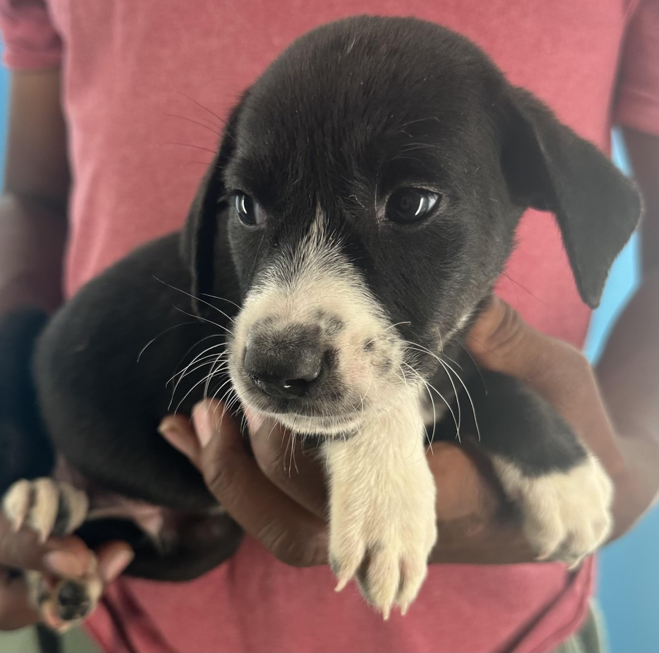 Enlarge Mcfly - Local October 9-11, a Adopted mixed breed in Hillsboro, OR image 3/6