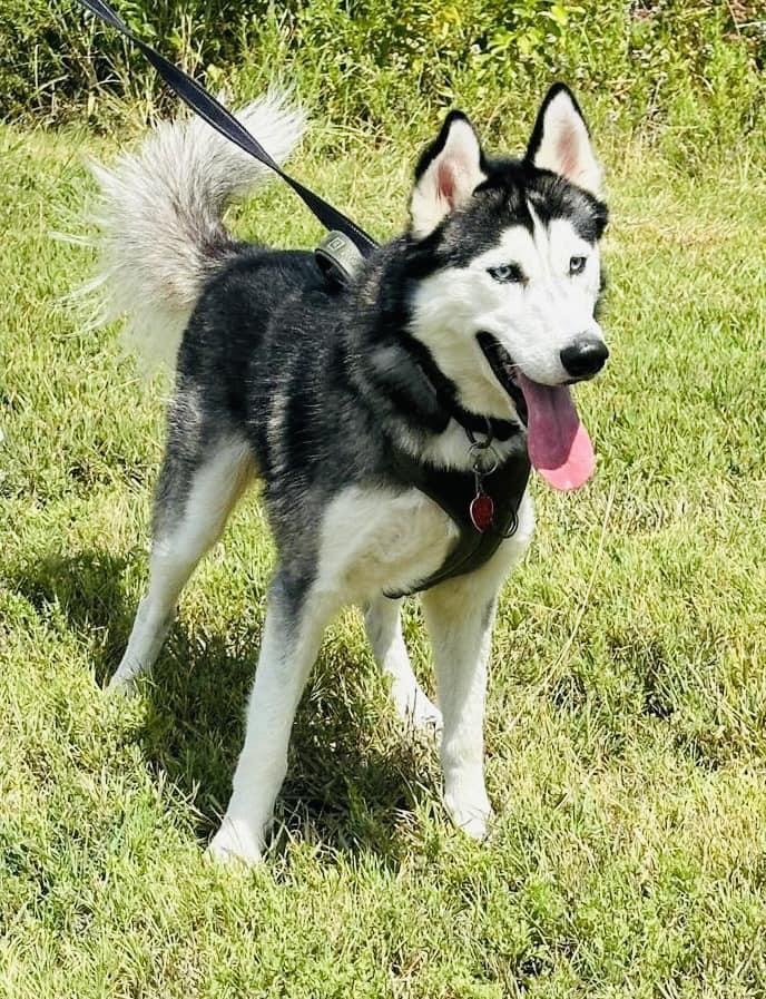 Jill, Young Male Husky