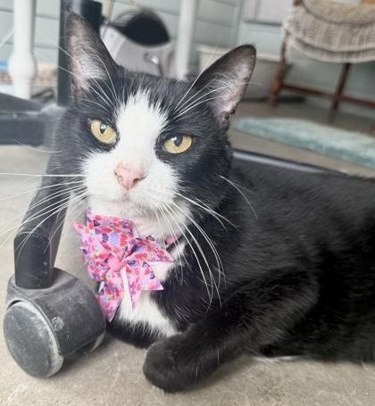 LUCY, ADOPTABLE, Senior Female Domestic Medium Hair.