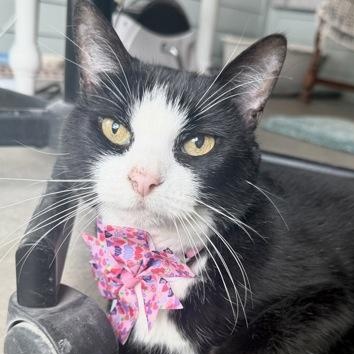 Enlarge LUCY, a ADOPTABLE mixed breed in Fernandina Beach, FL image 1/4