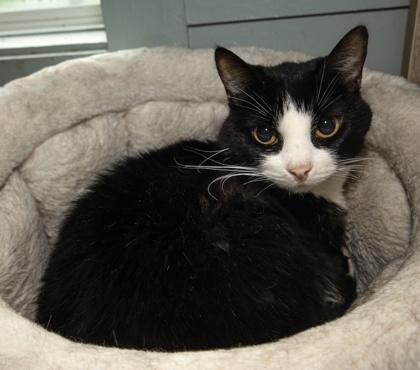 Enlarge LUCY, a ADOPTABLE mixed breed in Fernandina Beach, FL image 4/4