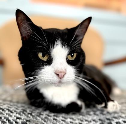 Enlarge LUCY, a ADOPTABLE mixed breed in Fernandina Beach, FL image 3/4