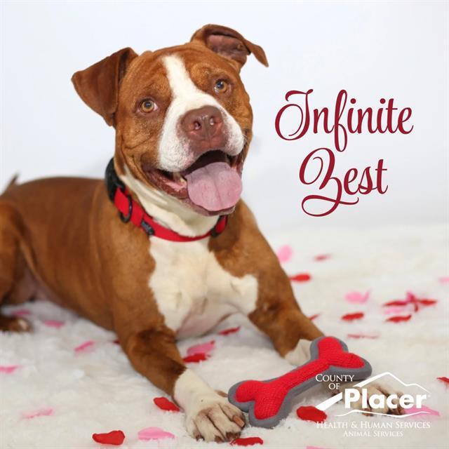 Enlarge INFINITE ZEST, a Adoptable Pit Bull Terrier in Auburn, CA image 1/2