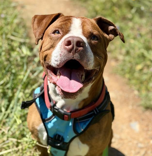Enlarge INFINITE ZEST, a Adoptable Pit Bull Terrier in Auburn, CA image 1/1