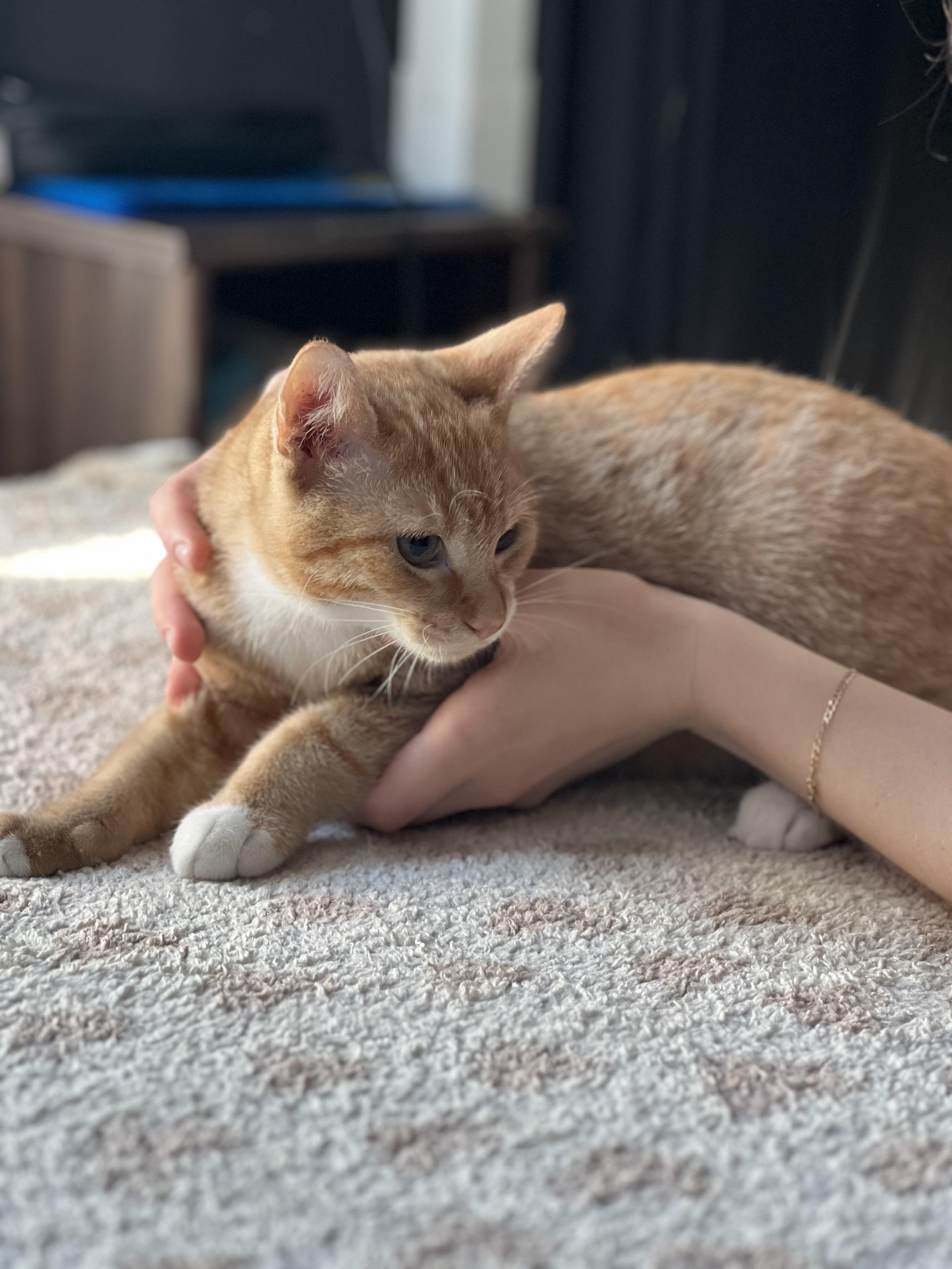 Enlarge Cosmo-Must be adopted as a buddy cat, a Adoptable Domestic Short Hair in Toronto, ON image 2/2