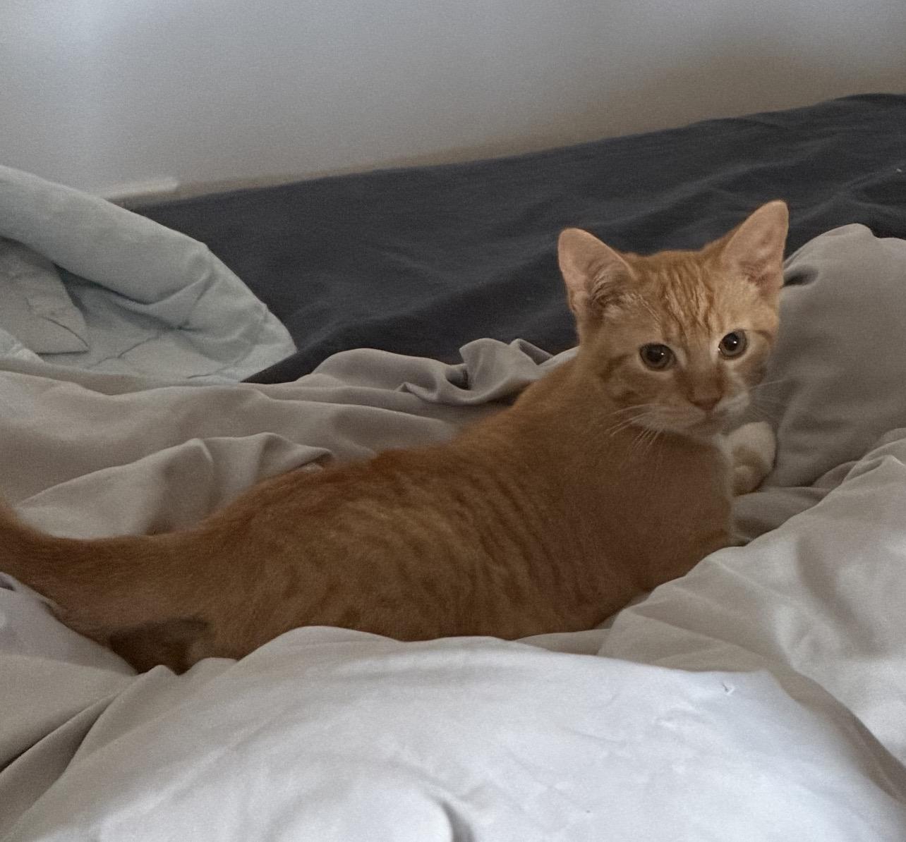 Enlarge Cosmo-Must be adopted as a buddy cat, a Adoptable Domestic Short Hair in Toronto, ON image 1/2
