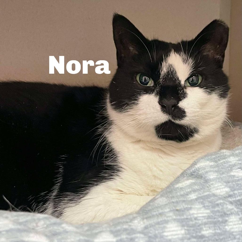Nora 251094, Adoptable, Senior Female Domestic Short Hair.